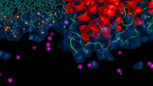 Seminar - Xiaodong Ye: The Kinetics of Conformational Changes of Polymers Studied by Laser-induced Temperature Jump Method