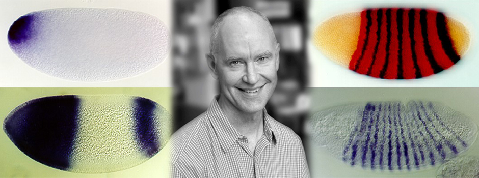 Molecular Mechanisms of Embryo Formation from a Single Cell
