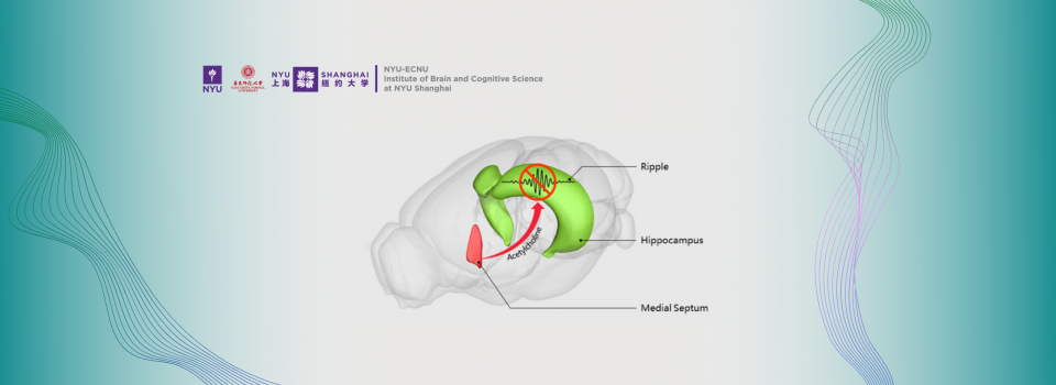 Acetylcholine in Regulating Hippocampal Oscillations