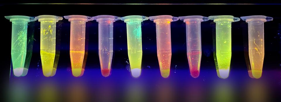 NYU Shanghai Chemistry PhD Student Won Outstanding Award in Virtual Conference