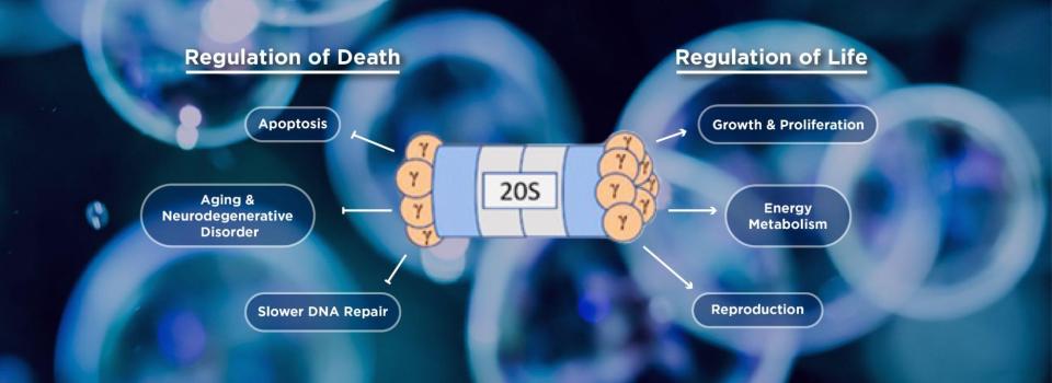 NYU Shanghai Student and Professor Team Up to Study Proteasome Activator REGγ