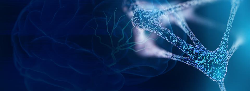 Neuroscience + Mathematics: Better Understanding How We Learn and Memorize