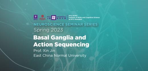 Basal ganglia and action sequencing