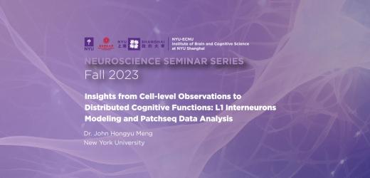 Insights from cell-level observations to distributed cognitive functions: L1 interneurons modeling and Patchseq data analysis