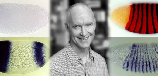 Molecular Mechanisms of Embryo Formation from a Single Cell