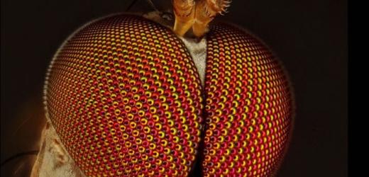 Stochastic vs. Deterministic Patterning in the Drosophila Visual System