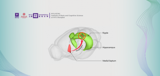 Acetylcholine in Regulating Hippocampal Oscillations
