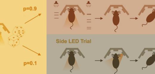 Rats Show Importance of Gradual Accumulation of Evidence in Decision-Making