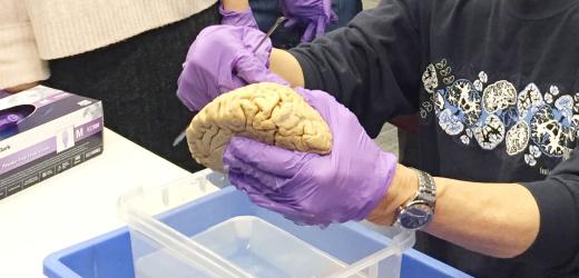 Uncovering the Mysteries of the Auditory System with Tom Yin at NYU Shanghai