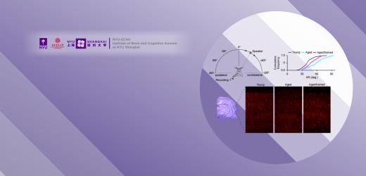 Neuroscience Professor Makes New Revelations in Brain Plasticity Research