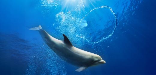 How Do Water Rings “Bounce”? New Discovery Answers Decades-Old Question