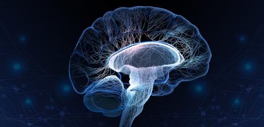 NYU Shanghai Faculty Develop Computer Model Explaining How Brain Learns to Categorize