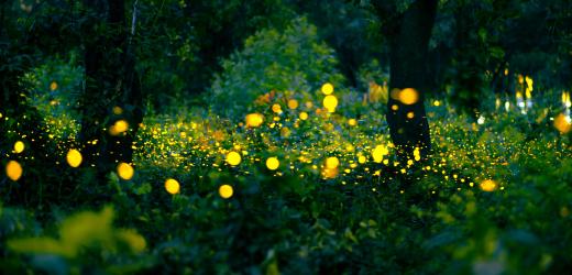 Why Do Fireflies Glow in Sync? Understanding Synchronization Patterns