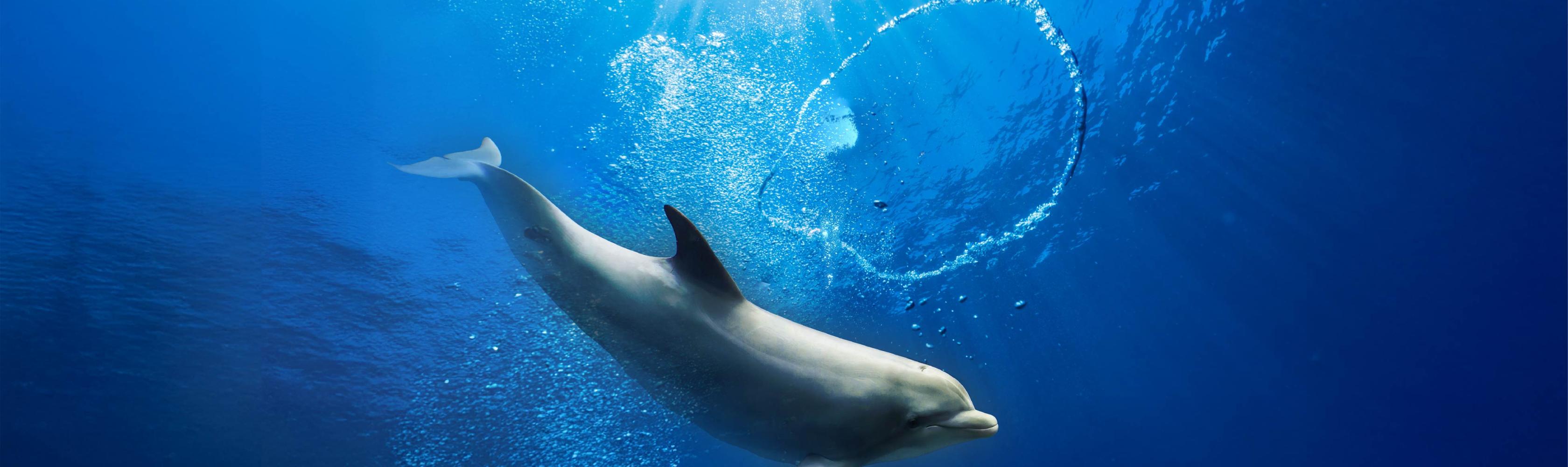 How Do Water Rings “Bounce”? New Discovery Answers Decades-Old Question